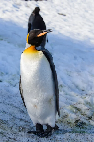 Pinguins Rei Geórgia Sul — Fotografia de Stock