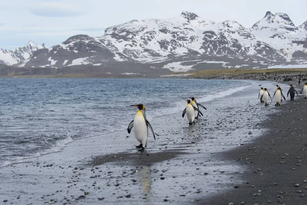 Королівські Пінгвіни Йдуть Моря — стокове фото