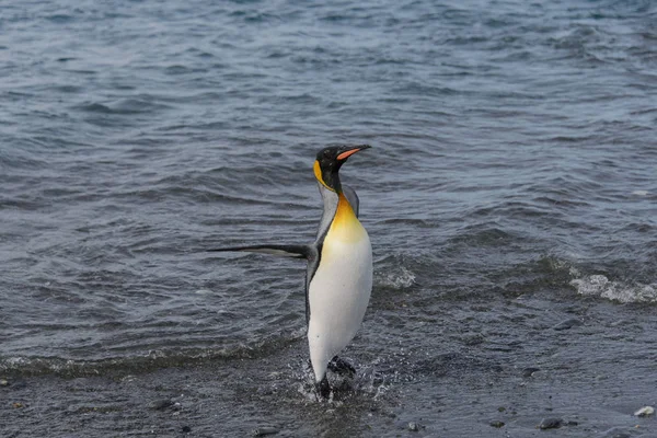 Pingüino Rey Saliendo Del Mar — Foto de Stock