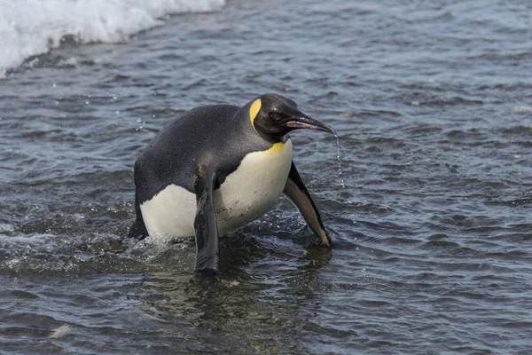 Koning Pinguïn Gaande Van Zee — Stockfoto