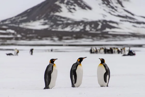 Pinguins Rei Ilha Geórgia Sul — Fotografia de Stock