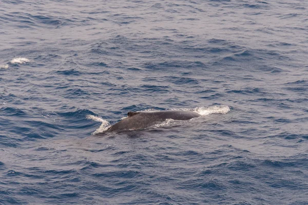 Humpback whale fin in the sea