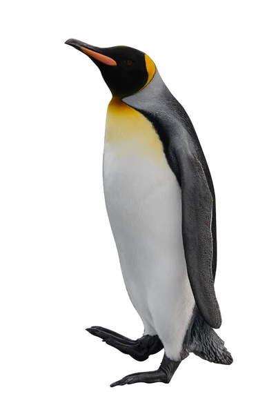 Krásný Dospělý Král Penguin — Stock fotografie