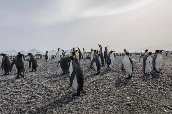 Koning Pinguïns Zuid Georgië Eiland — Stockfoto