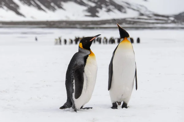Koning Pinguïns Aard — Stockfoto