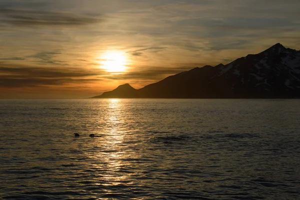 Südgeorgien Morgenlandschaft — Stockfoto