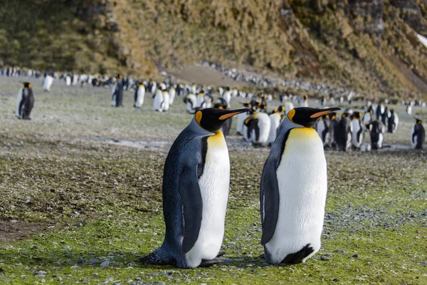 Король Пінгвіни Острові Південна Джорджія — стокове фото