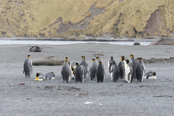 Pinguins Rei Ilha Geórgia Sul — Fotografia de Stock