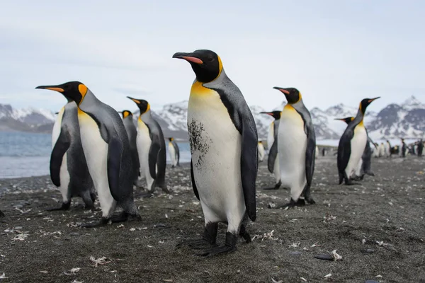 Pinguini Sull Isola Della Georgia Del Sud — Foto Stock