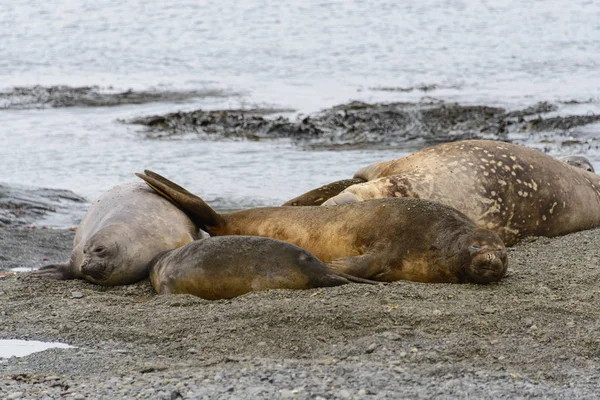 Лазні Тюлені Відпочивають Піщаному Березі Біля Води — стокове фото