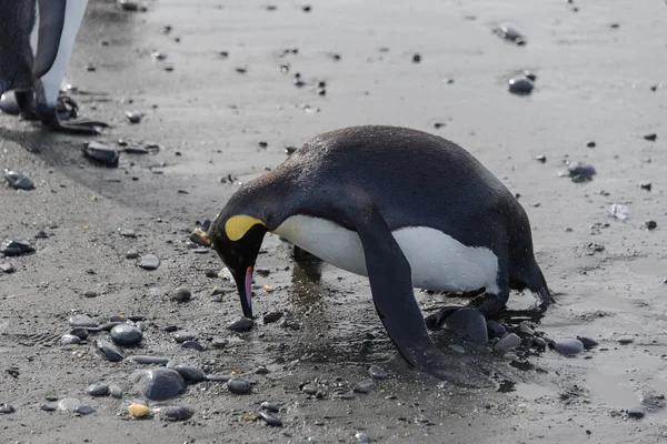 Король Пінгвін Лежить Землі — стокове фото