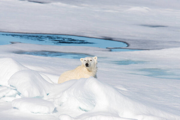 Cute polar bear at nature 