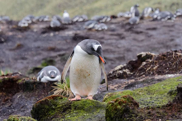 Pingouin Doux Humide Dans Herbe Verte Par Temps Pluvieux — Photo