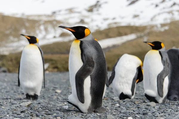 Pingüinos Rey Isla Georgia Del Sur —  Fotos de Stock