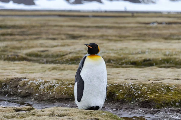 Pinguins Rei Geórgia Sul — Fotografia de Stock