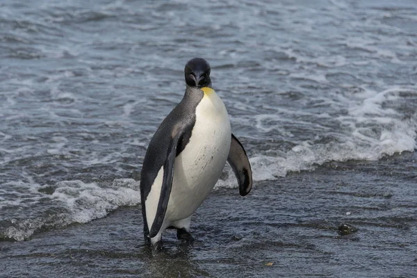 Kung Pingvin Kommer Från Havet — Stockfoto