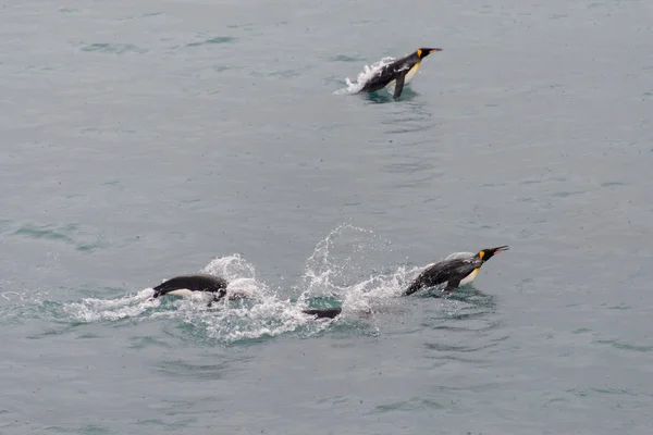 Pinguini Che Nuotano Acqua — Foto Stock