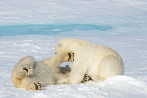 Dos Cachorros Oso Polar Jugando Juntos Hielo Norte Svalbard —  Fotos de Stock