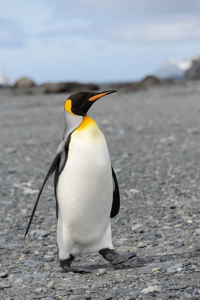 Raja Pinguin Pulau Georgia Selatan — Stok Foto