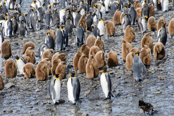 King penguin chicks at nature