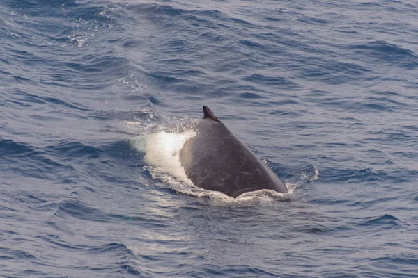 Humpback Whale Fin Sea — Stock Photo, Image