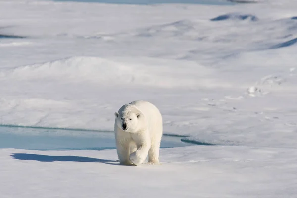 Urso Polar Embalagem Gelo — Fotografia de Stock