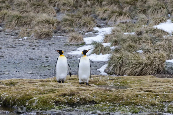 Koning Pinguins Zuid Georgië — Stockfoto