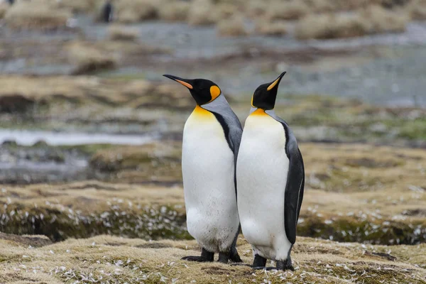 Kral Penguenler Güney Georgia Üzerinde — Stok fotoğraf