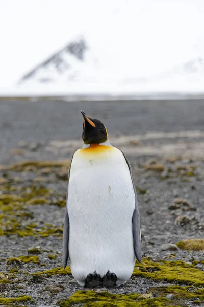 Koning Pinguïns Zuid Georgië Eiland — Stockfoto