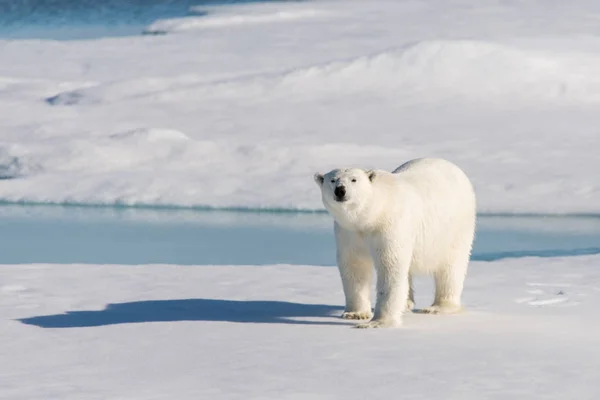 Полярний Ведмідь Льоду — стокове фото