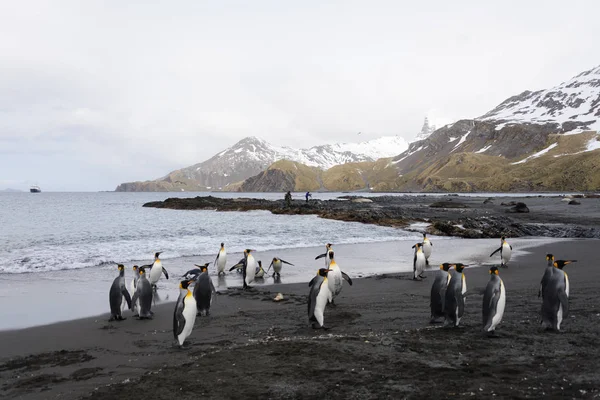 group of king penguins standing and swimming in landscape with scenic mountains