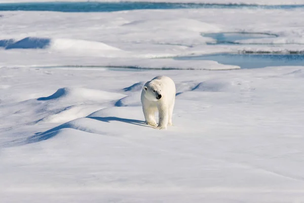 Polar Bear Pack Ice — Stock Photo, Image
