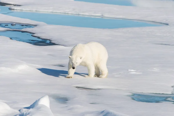 Oso Polar Paquete Hielo —  Fotos de Stock