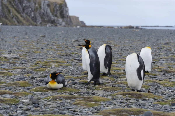 Pinguins Rei Ilha Geórgia Sul — Fotografia de Stock