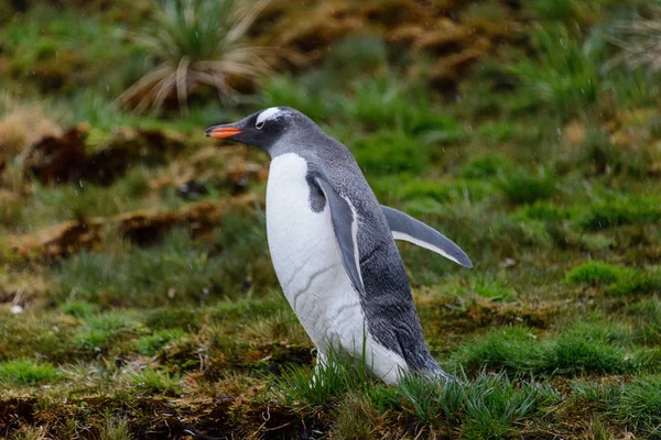 Υγρό Penguine Gentoo Στο Γρασίδι Στη Βροχή — Φωτογραφία Αρχείου