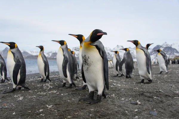 Koning Pinguïns Zuid Georgië Eiland — Stockfoto