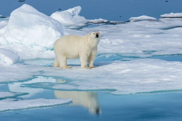 Orso Polare Sul Ghiaccio — Foto Stock