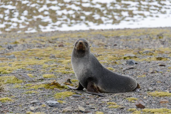 Cute Fur Seal Nature — Stock Photo, Image