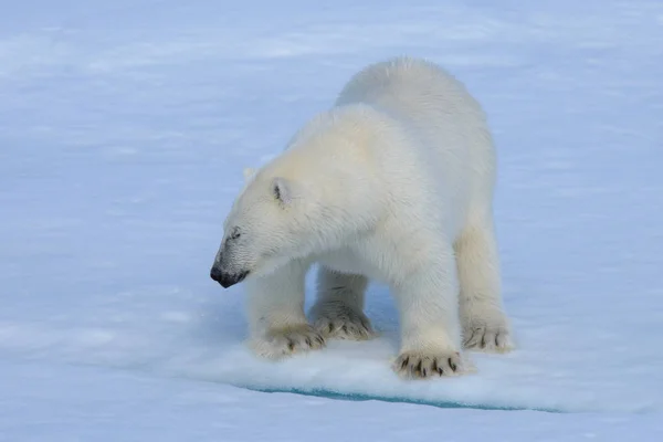 Oso Polar Hielo — Foto de Stock