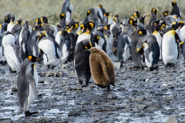在大自然中的企鹅幼鸟 — 图库照片