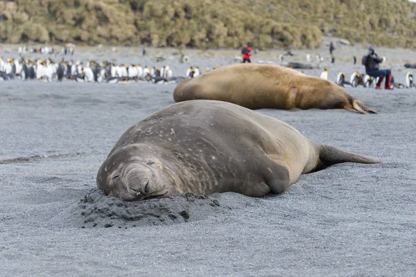 Aggressiva Havet Elefant Havsstranden — Stockfoto