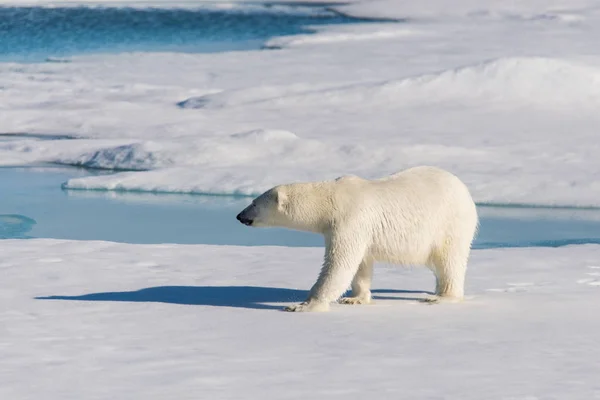 Niedźwiedź Polarny Lodzie — Zdjęcie stockowe