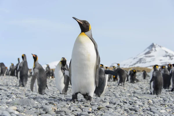 美しいアダルト キング ペンギン — ストック写真