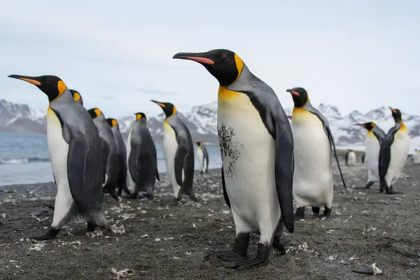 Pinguins Rei Ilha Geórgia Sul — Fotografia de Stock