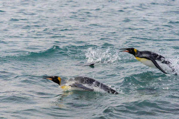 Pinguini Che Nuotano Mare — Foto Stock
