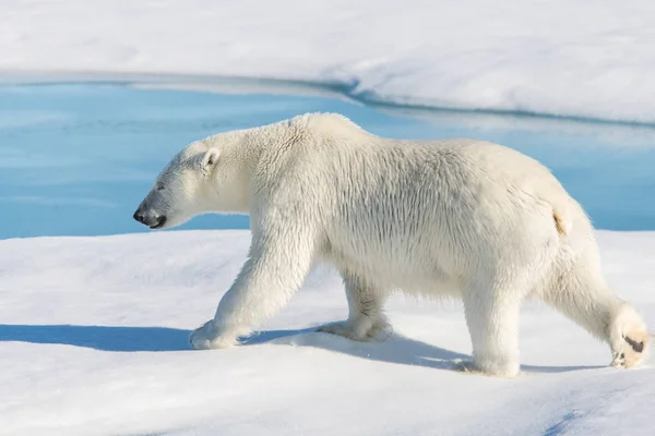 Urso Polar Embalagem Gelo — Fotografia de Stock