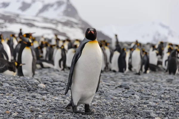 Belo Pinguim Rei Adulto — Fotografia de Stock