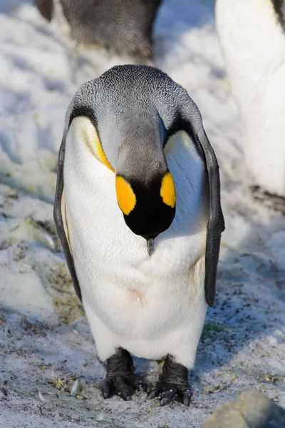 Короли Пингвины Юге Джорджии — стоковое фото