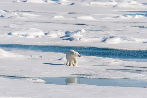 Urso Polar Embalagem Gelo — Fotografia de Stock