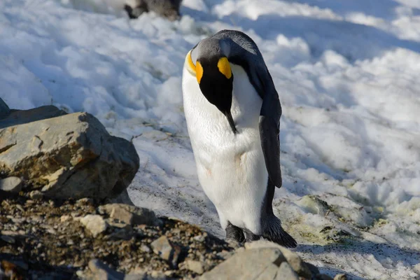 Pingüinos Rey Georgia Del Sur — Foto de Stock